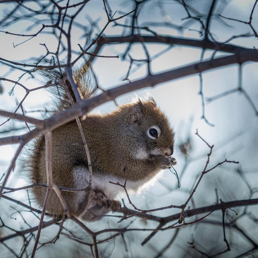 2020_01_05_EOS 6D_202120000039_IMG_0124.jpg (160 KB)